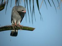 Lizard Buzzard - Kaupifalco monogrammicus