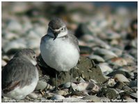 Wrybill - Anarhynchus frontalis