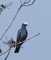 White-crowned Pigeon (Columba leucocephala) photo