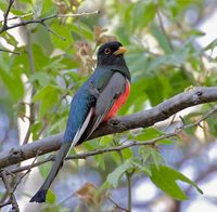 Elegant Trogon (Trogon elegans) photo