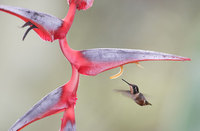 Purple-throated Woodstar (Philodice mitchellii) photo