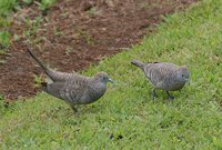 Zebra Dove - Geopelia striata