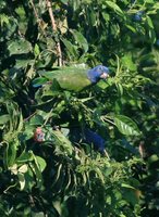 Blue-headed Parrot - Pionus menstruus