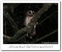 African Wood-Owl - Strix woodfordii