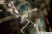 Copper-rumped Hummingbird - Saucerottia tobaci