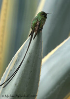 Black-tailed Trainbearer - Lesbia victoriae