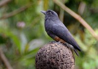 Swallow-wing - Chelidoptera tenebrosa