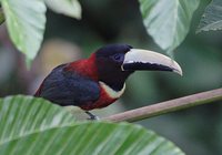 Red-necked Aracari - Pteroglossus bitorquatus