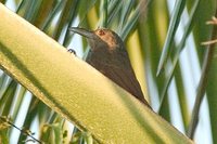 Cinnamon-throated Woodcreeper - Dendrexetastes rufigula