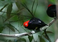 Red-capped Manakin - Pipra mentalis