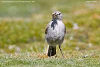 Puna Ground-Tyrant - Muscisaxicola juninensis