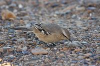 Patagonian Mockingbird - Mimus patagonicus