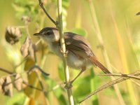 Winding Cisticola - Cisticola galactotes