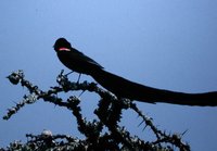 Long-tailed Widowbird - Euplectes progne