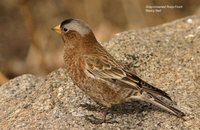 Gray-crowned Rosy-Finch - Leucosticte tephrocotis