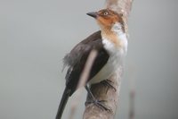 Red-capped Cardinal - Paroaria gularis