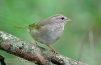 Olive Sparrow - Arremonops rufivirgatus