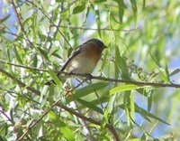 Lazuli Bunting - Passerina amoena