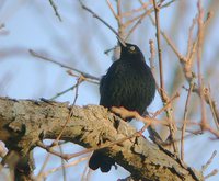 Rusty Blackbird - Euphagus carolinus