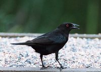 Bronzed Cowbird - Molothrus aeneus