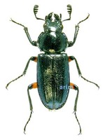 홍원표비단사슴벌레 - Platycerus acuticollis