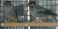 Bank Mynah