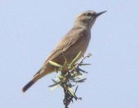 Persian Wheatear