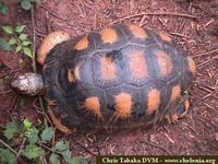 Radiated Tortoise, Geochelone radiata