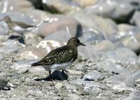 Black Turnstone at Modesto STP - 9/15/05 © 2005 Jim Gain