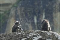 Chacma baboons (Papio ursinus)