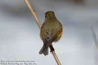 Fig. 7. Red-flanked Bluetail : 유리딱새