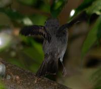 Asian Brown Flycatcher 1