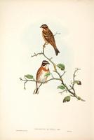 Richter after Gould Rustic Bunting (Emberiza rustica)