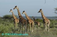 Giraffa camelopardalis reticulata