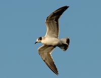 Mouette de Franklin (Larus pipixcan)