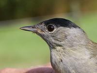 Blackcap (Sylvia atricapilla), 2K male