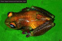 : Boophis erythrodactylus