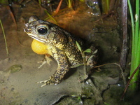 : Bufo beebei