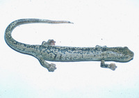 : Bolitoglossa schizodactyla