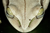 : Hypsiboas bischoffi