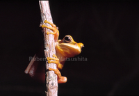 : Hypsiboas goianus; Pajamas Tree Frog