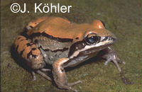 : Leptodactylus mystacinus