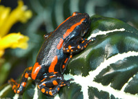 : Phrynomantis bifasciatus; Fire Walking Frog Or Red-banded Rubber Frog