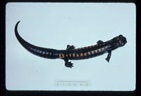 : Pseudoeurycea maxima; Southern Giant Salamander