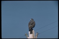 : Buteo swainsoni; Aguililla de Swainson