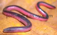 : Scolecomorphus vittatus; Banded Caecilian