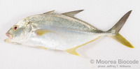 : Caranx papuensis
