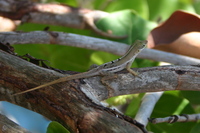 : Anolis wattsi; Barbuda Bank Bush Anole