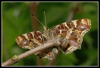 : Araschnia levana