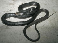 : Masticophis flagellum fulginosus; Baja Coachwhip